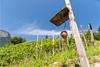 Wine Trail in Kurtatsch/Cortaccia